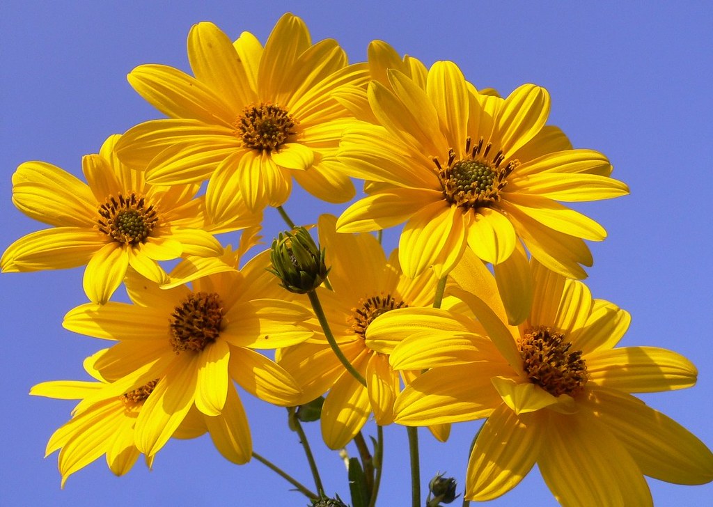 Plant Image